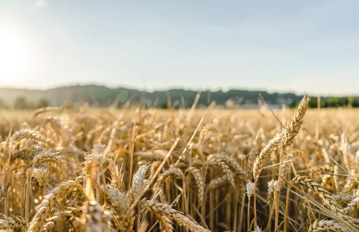 Wirujący słup kurzu nad polem koło Smolic